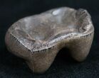 Pleistocene Fossil Tapir Molar - Florida #9963-1